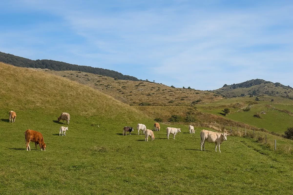 Bando Fida Pascolo Invernale 2025-2026